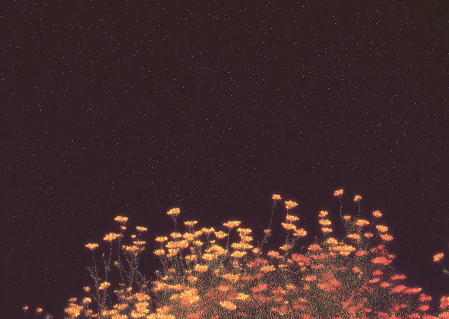 Wildflower field illustration